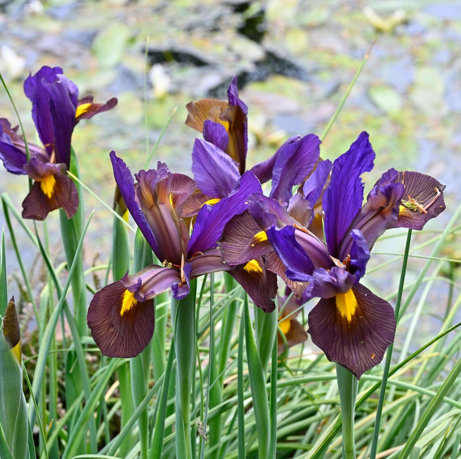 Iris (Schwertlilie) Reticulata 'Eye of the Tiger'